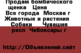 Продам бомбического щенка › Цена ­ 30 000 - Все города, Москва г. Животные и растения » Собаки   . Чувашия респ.,Чебоксары г.